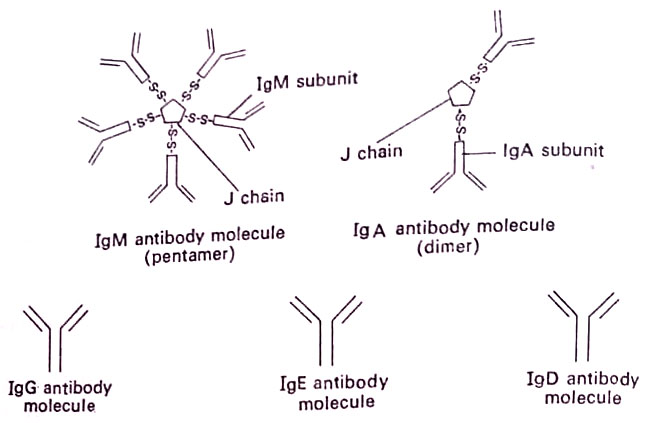The structures of five types of antibodies